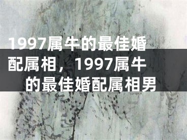 1997属牛的最佳婚配属相，1997属牛的最佳婚配属相男