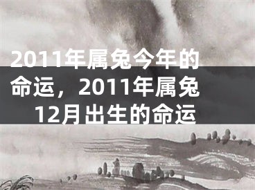 2011年属兔今年的命运，2011年属兔12月出生的命运