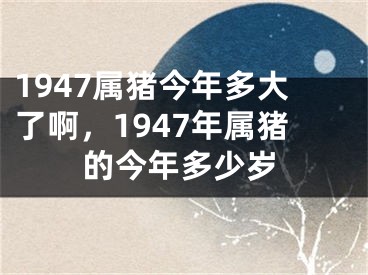 1947属猪今年多大了啊，1947年属猪的今年多少岁