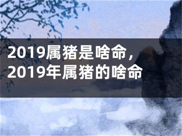 2019属猪是啥命,2019年属猪的啥命