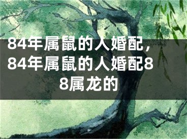 84年属鼠的人婚配,84年属鼠的人婚配88属龙的