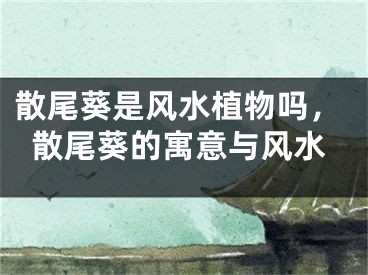 散尾葵是风水植物吗,散尾葵的寓意与风水