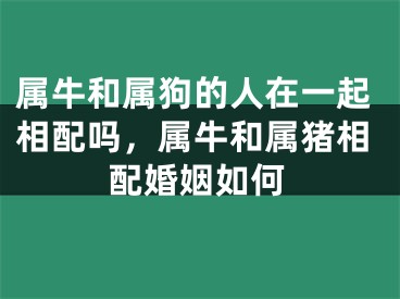 属牛和属狗的人在一起相配吗，属牛和属猪相配婚姻如何