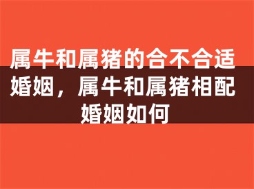 属牛和属猪的合不合适婚姻，属牛和属猪相配婚姻如何