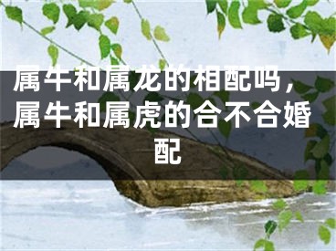 属牛和属龙的相配吗，属牛和属虎的合不合婚配