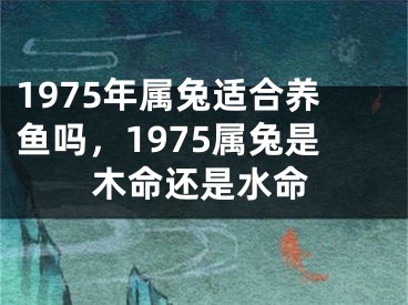 1975年属兔适合养鱼吗，1975属兔是木命还是水命