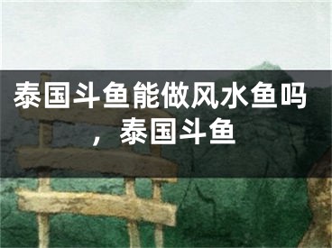 泰国斗鱼能做风水鱼吗,泰国斗鱼