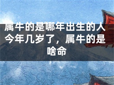 属牛的是哪年出生的人今年几岁了，属牛的是啥命