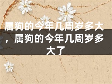 属狗的今年几周岁多大，属狗的今年几周岁多大了