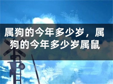 属狗的今年多少岁，属狗的今年多少岁属鼠