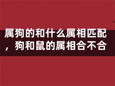 属狗的和什么属相匹配，狗和鼠的属相合不合