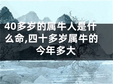 40多岁的属牛人是什么命,四十多岁属牛的今年多大