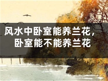 风水中卧室能养兰花，卧室能不能养兰花