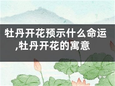 牡丹开花预示什么命运,牡丹开花的寓意