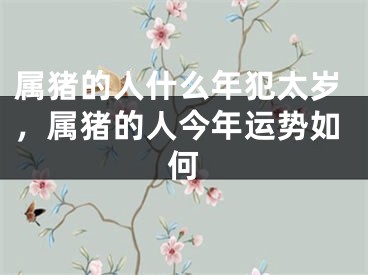 属猪的人什么年犯太岁，属猪的人今年运势如何
