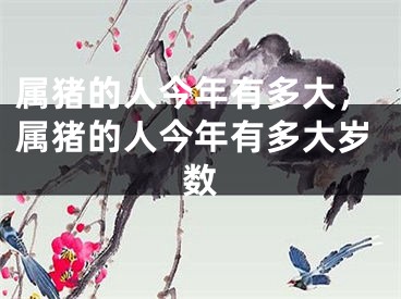属猪的人今年有多大，属猪的人今年有多大岁数