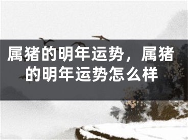 属猪的明年运势，属猪的明年运势怎么样