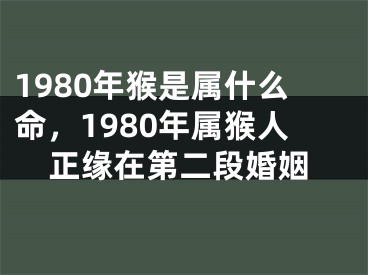 1980年猴是属什么命，1980年属猴人正缘在第二段婚姻