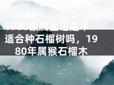 1980猴属金还是木适合种石榴树吗，1980年属猴石榴木