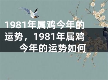 1981年属鸡今年的运势,1981年属鸡今年的运势如何