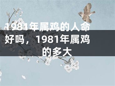 1981年属鸡的人命好吗，1981年属鸡的多大