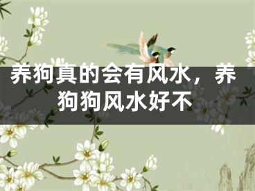 养狗真的会有风水，养狗狗风水好不