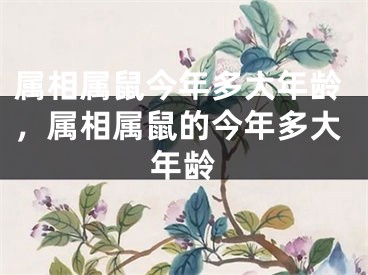 属相属鼠今年多大年龄，属相属鼠的今年多大年龄