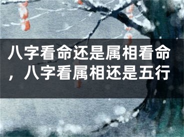 八字看命还是属相看命，八字看属相还是五行