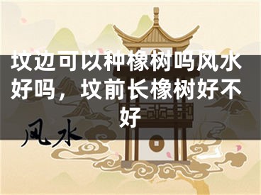 坟边可以种橡树吗风水好吗,坟前长橡树好不好
