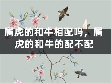 属虎的和牛相配吗，属虎的和牛的配不配