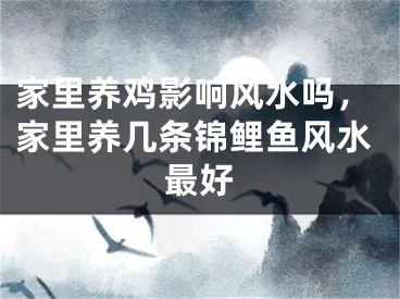 家里养鸡影响风水吗,家里养几条锦鲤鱼风水最好