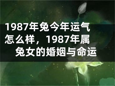 1987年兔今年运气怎么样，1987年属兔女的婚姻与命运