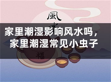 家里潮湿影响风水吗，家里潮湿常见小虫子
