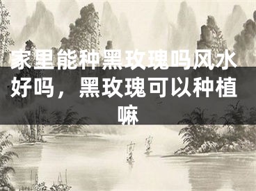 家里能种黑玫瑰吗风水好吗,黑玫瑰可以种植嘛
