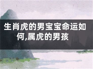 生肖虎的男宝宝命运如何,属虎的男孩