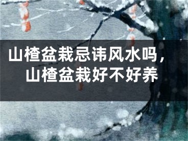 山楂盆栽忌讳风水吗，山楂盆栽好不好养