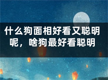 什么狗面相好看又聪明呢，啥狗最好看聪明