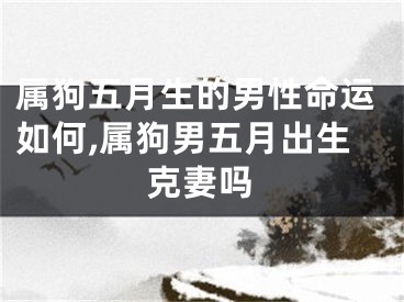 属狗五月生的男性命运如何,属狗男五月出生克妻吗