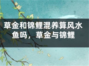草金和锦鲤混养算风水鱼吗，草金与锦鲤