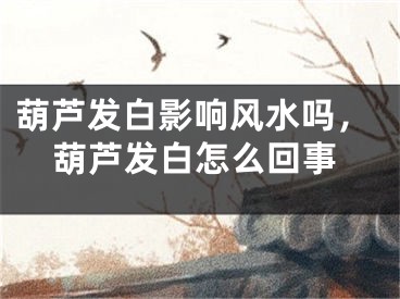 葫芦发白影响风水吗，葫芦发白怎么回事