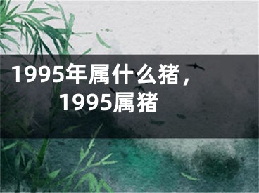 1995年属什么猪，1995属猪
