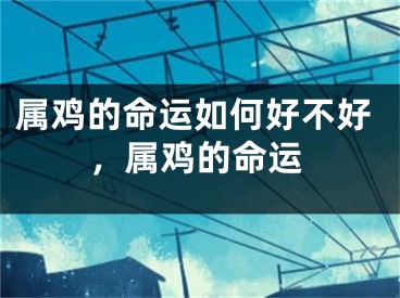 属鸡的命运如何好不好，属鸡的命运