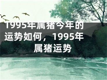 1995年属猪今年的运势如何，1995年属猪运势
