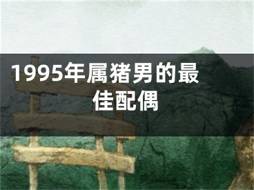 1995年属猪男的最佳配偶