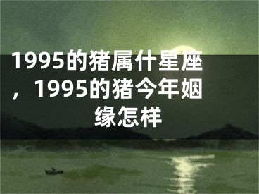 1995的猪属什星座，1995的猪今年姻缘怎样