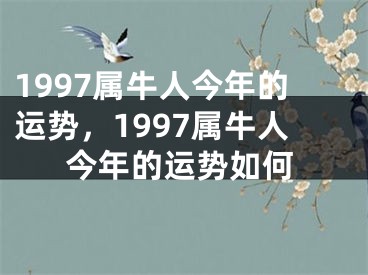 1997属牛人今年的运势,1997属牛人今年的运势如何