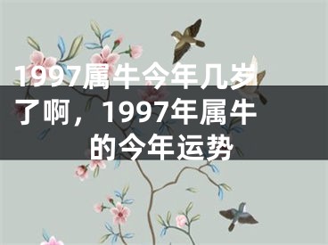 1997属牛今年几岁了啊，1997年属牛的今年运势